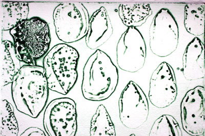 wascollografie