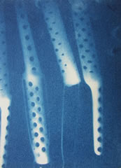 blauwdruk cyanotype