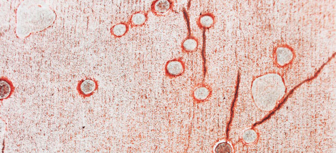 collografie